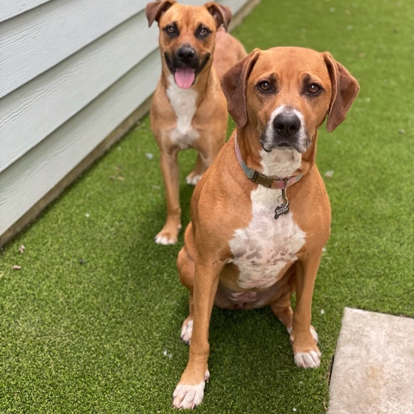 Meet your Posher, Krista - Picture 1 of 1